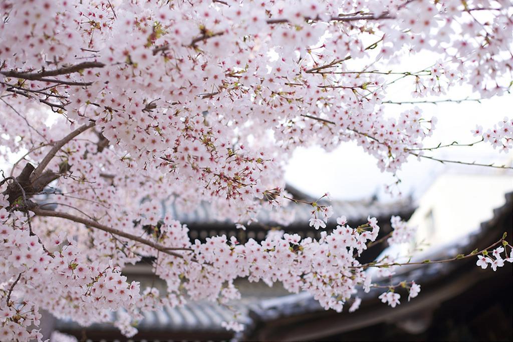 Rin Kyoto Kinkaku-Ji Temple Βίλα Εξωτερικό φωτογραφία